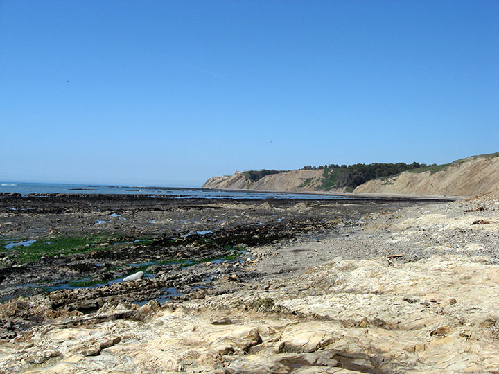 rocky seashore at low tide